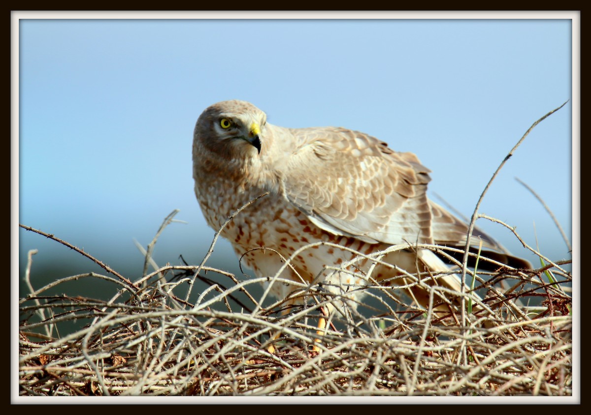 Northern Harrier - Albert Linkowski