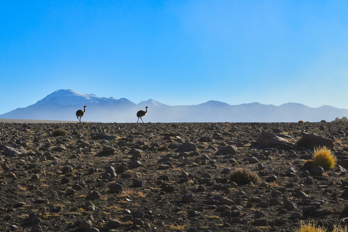 Lesser Rhea - Victor & Sophie