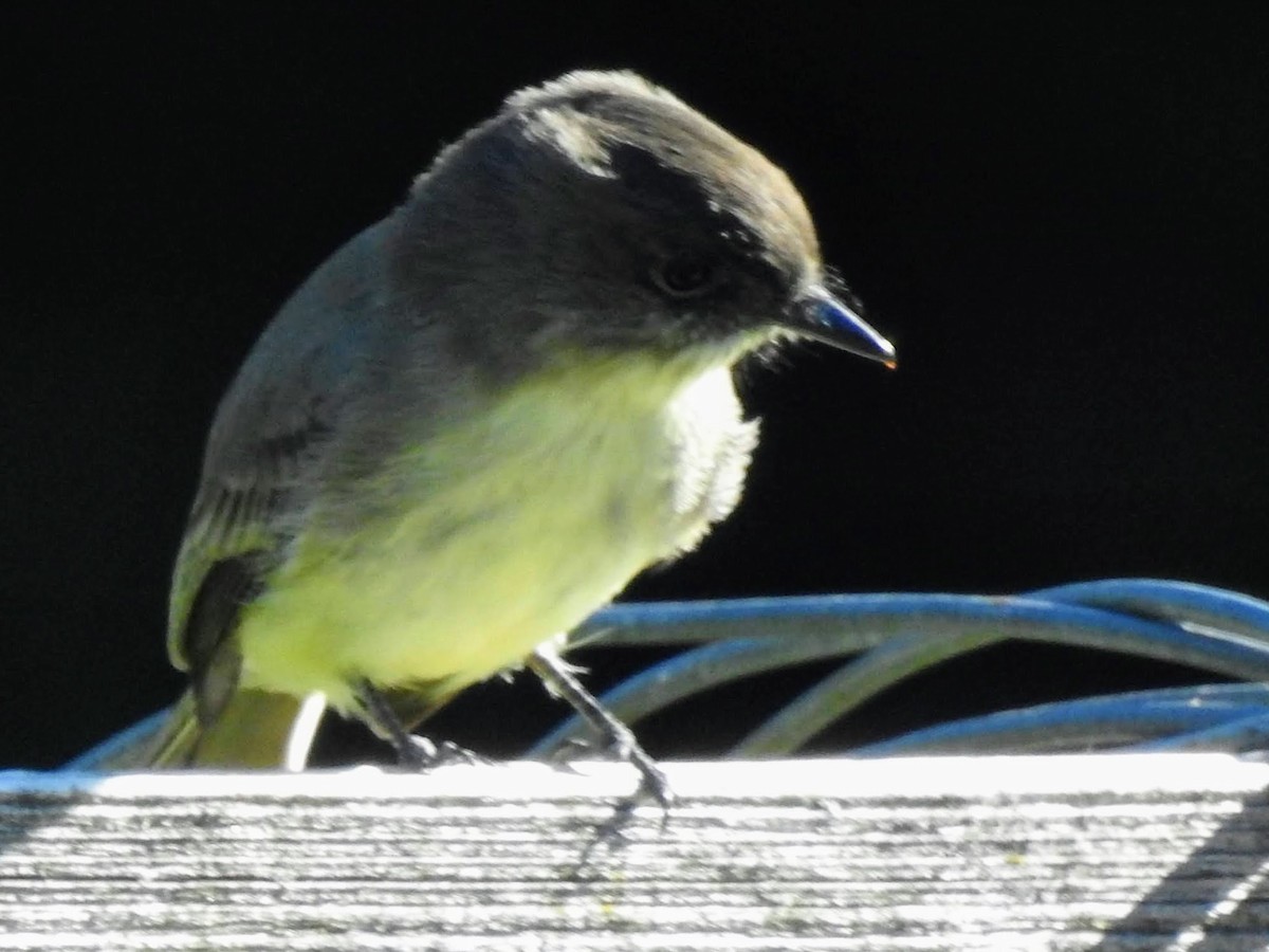Eastern Phoebe - ML492038191