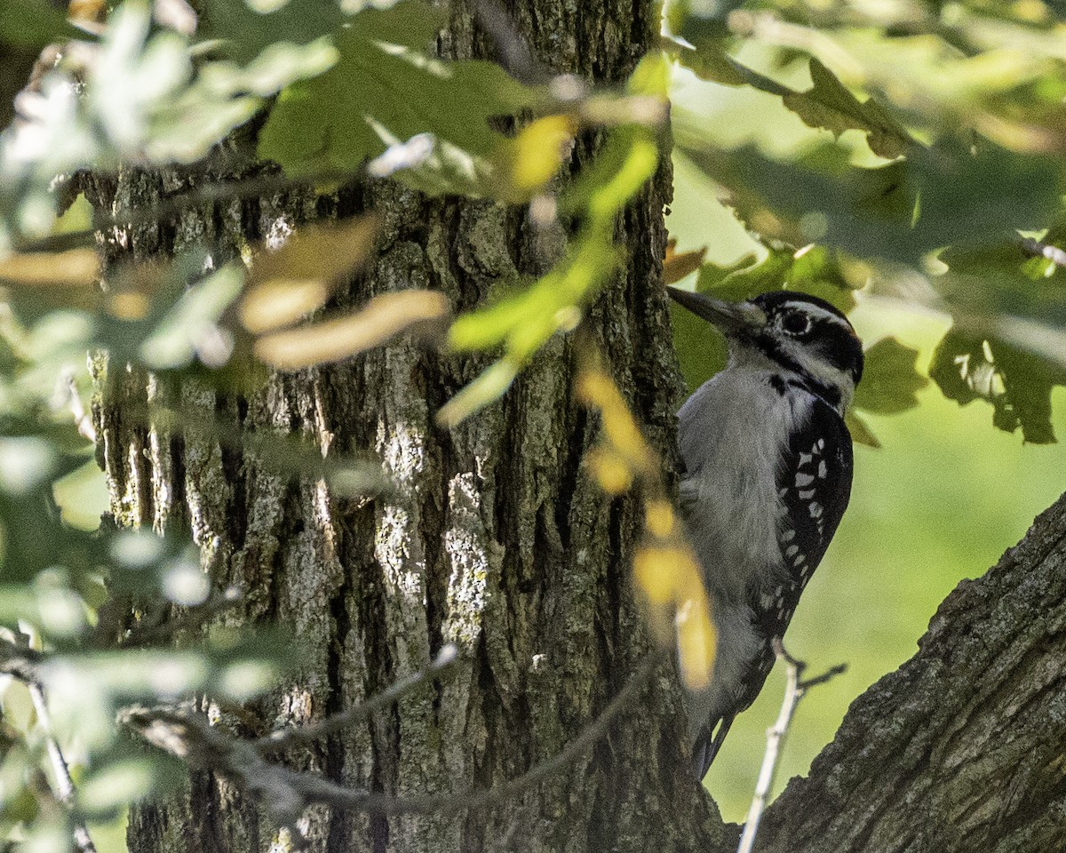 Hairy Woodpecker - ML492039161