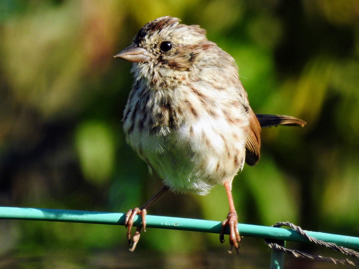 Song Sparrow - ML492039491