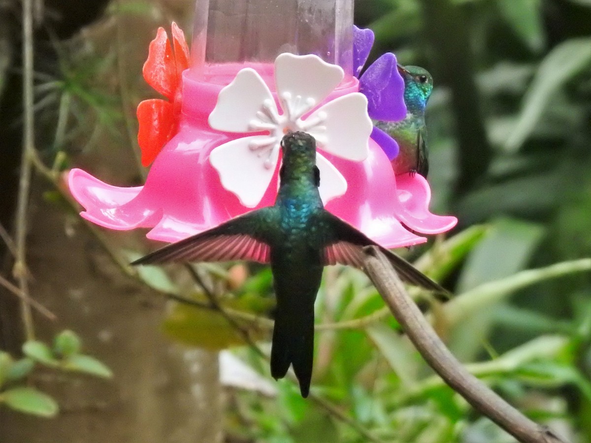 kolibřík cerradový - ML492041261