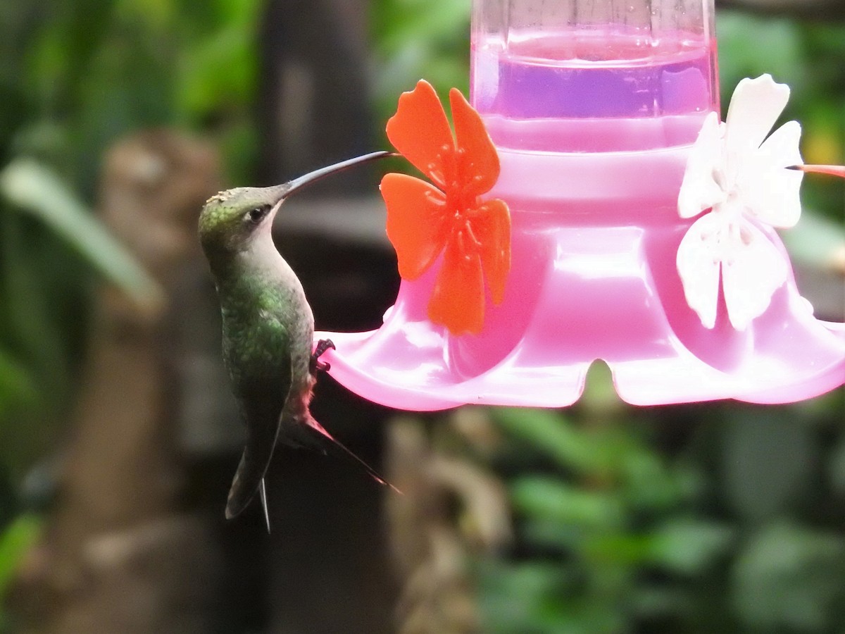 Blue-tufted Starthroat - ML492041921