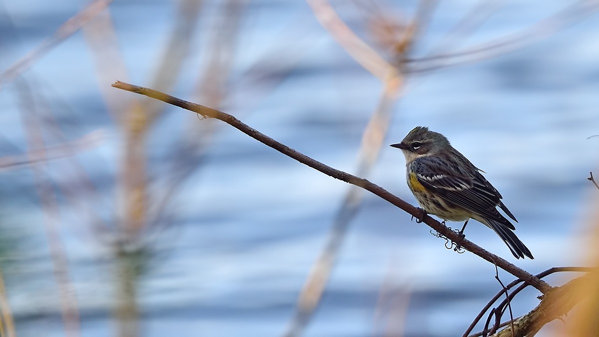 Yellow-rumped Warbler - Ferit Başbuğ