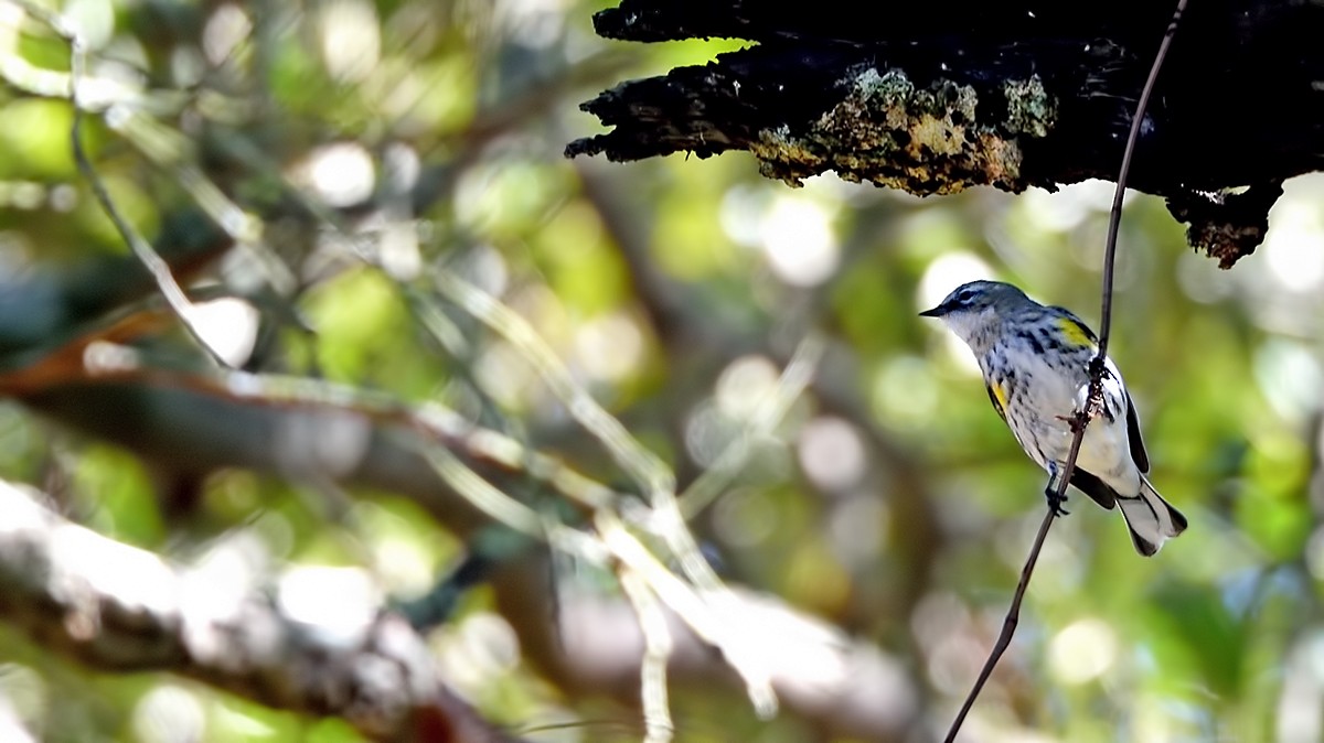 Yellow-rumped Warbler - ML49204321