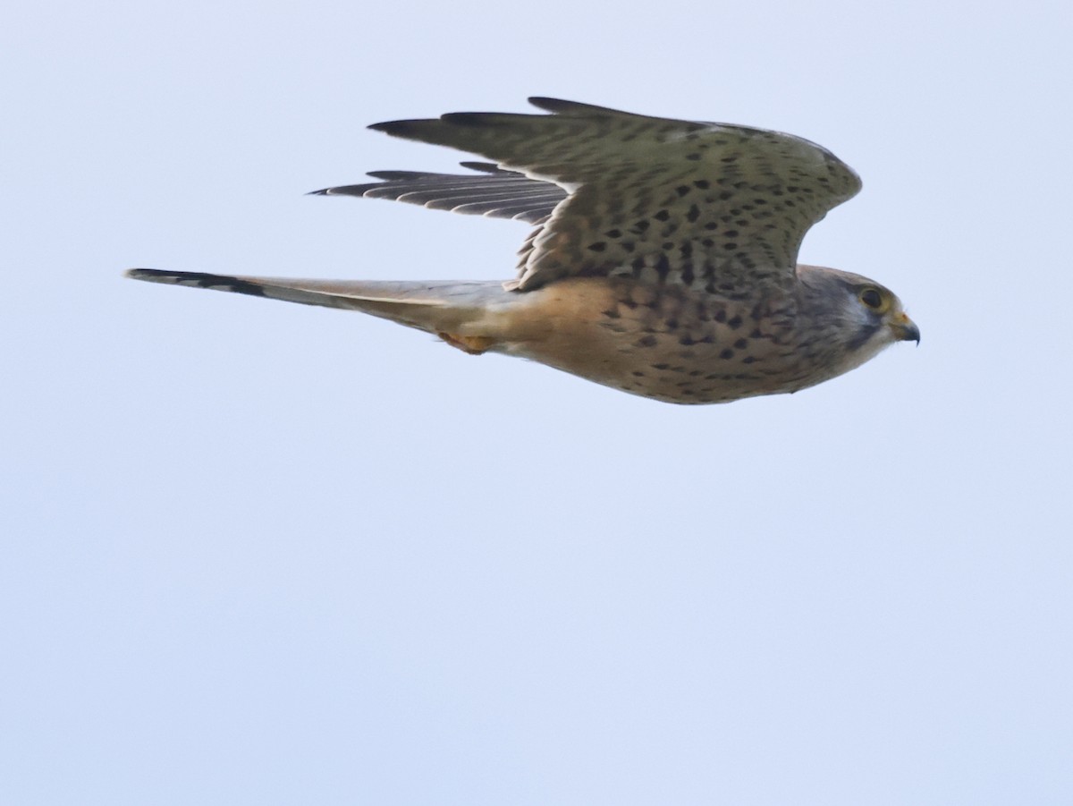 Eurasian Kestrel - ML492043371