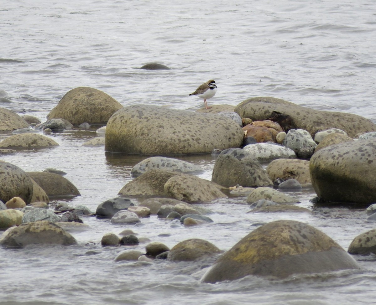 Collared Plover - Allison Leigh