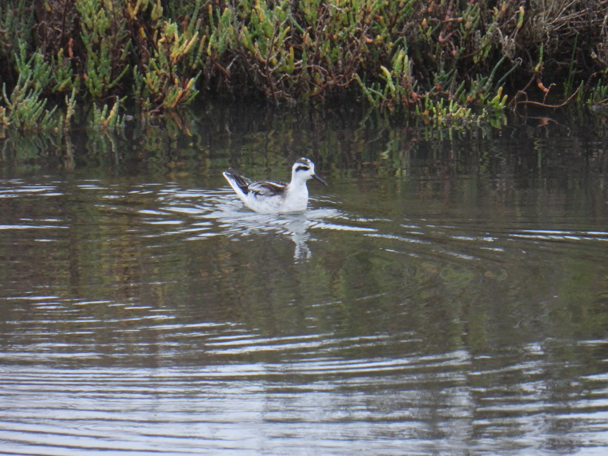 Red-necked Phalarope - ML492043971