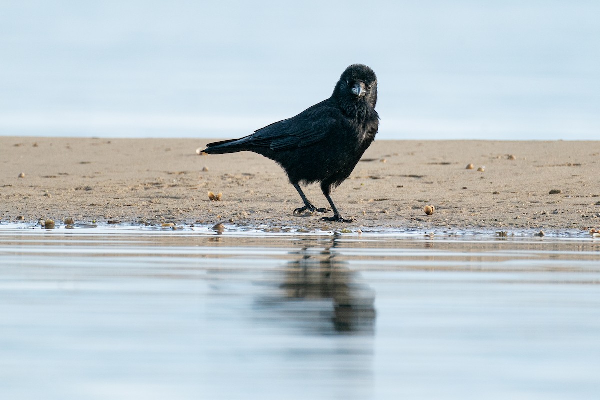 Carrion Crow (Western) - ML492044241