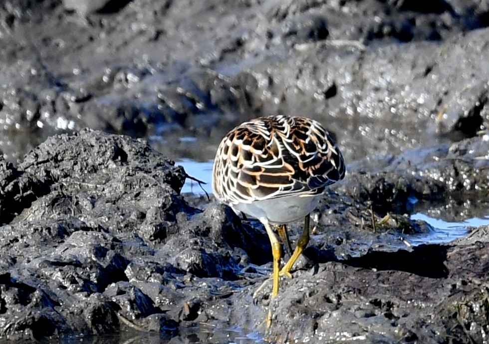 Pectoral Sandpiper - ML492045421