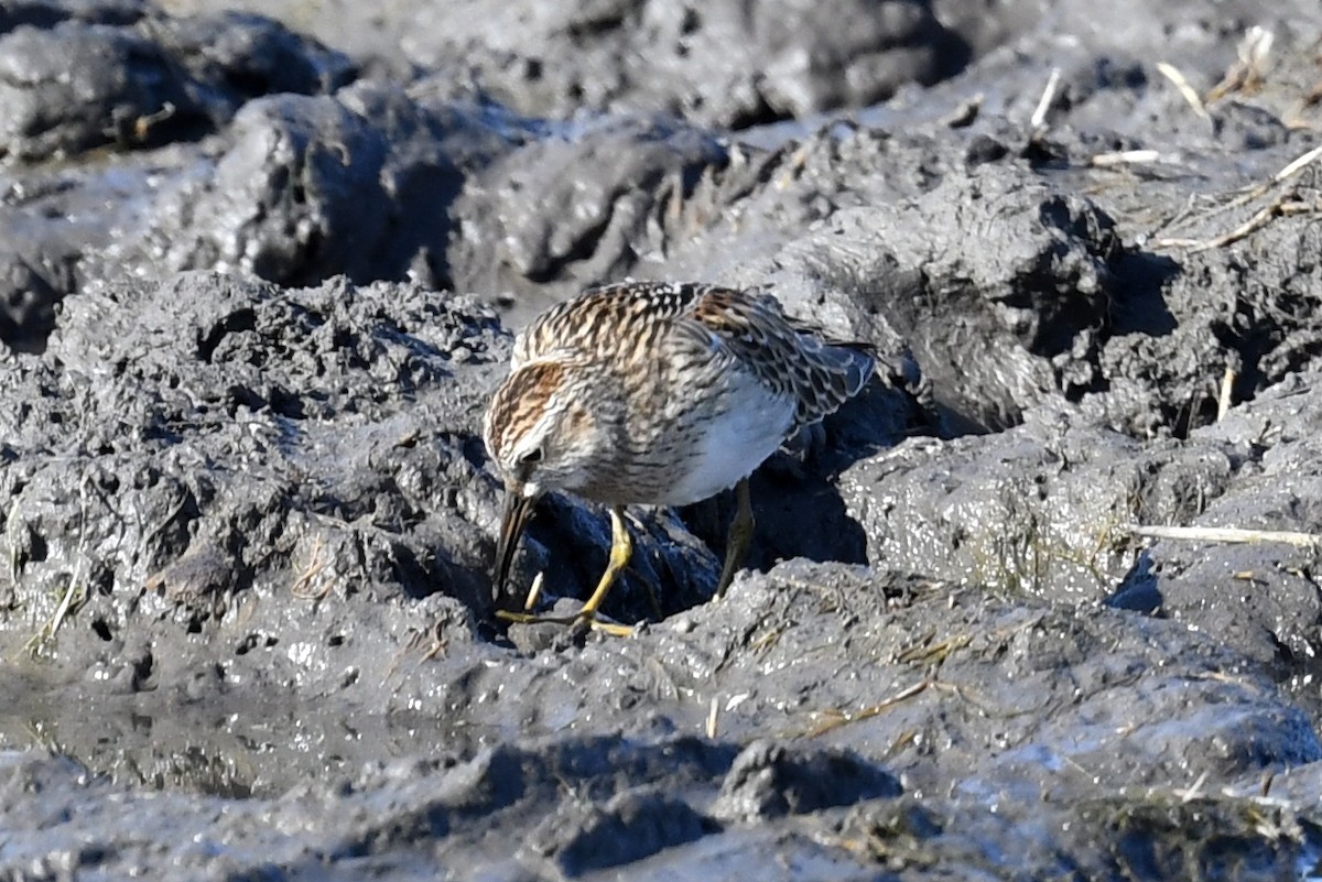 Pectoral Sandpiper - ML492045431