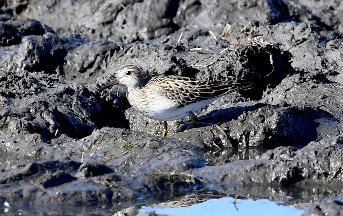 Pectoral Sandpiper - Jeanne Burnham