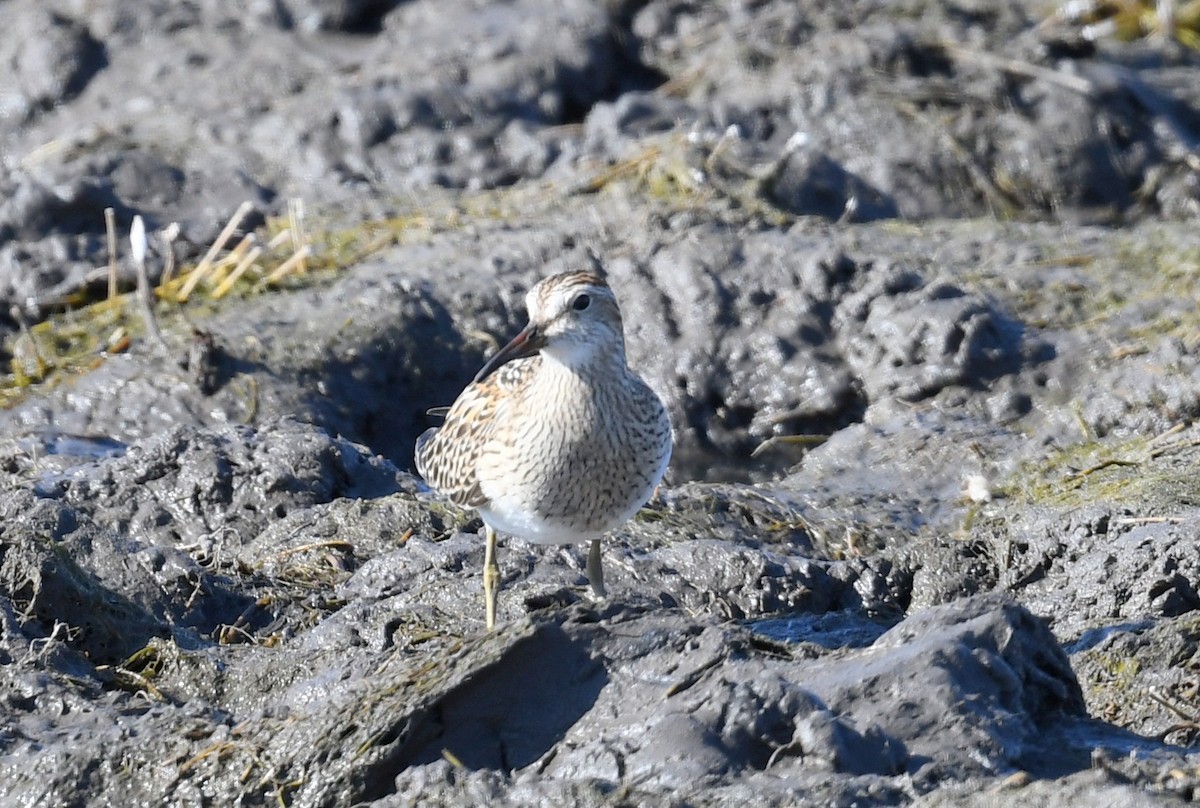 Pectoral Sandpiper - Jeanne Burnham