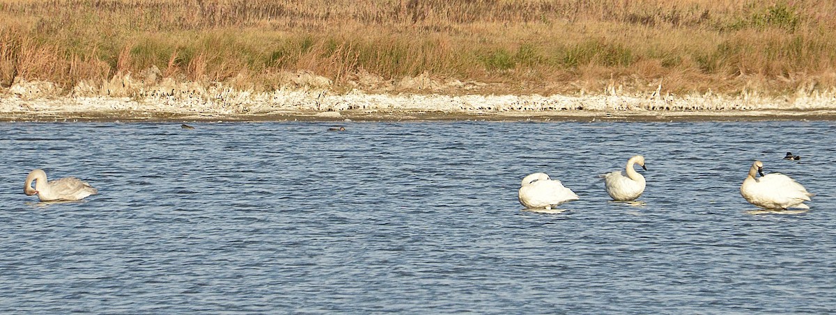 Tundra Swan - ML492045741