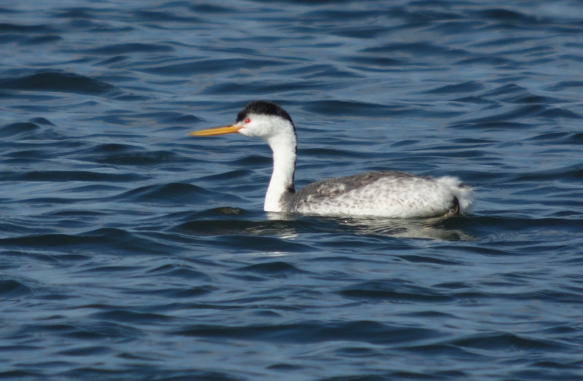 Clark's Grebe - Gregg Dashnau