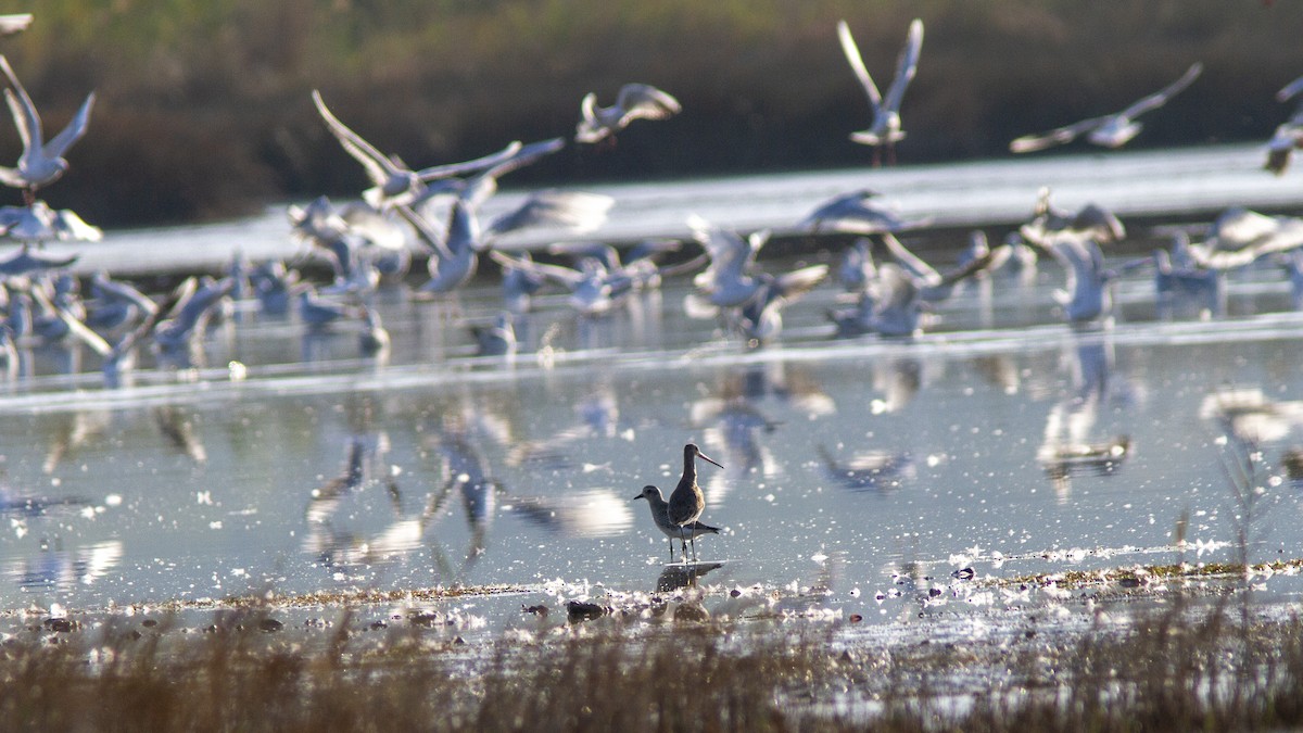 Black-tailed Godwit - ML492048191