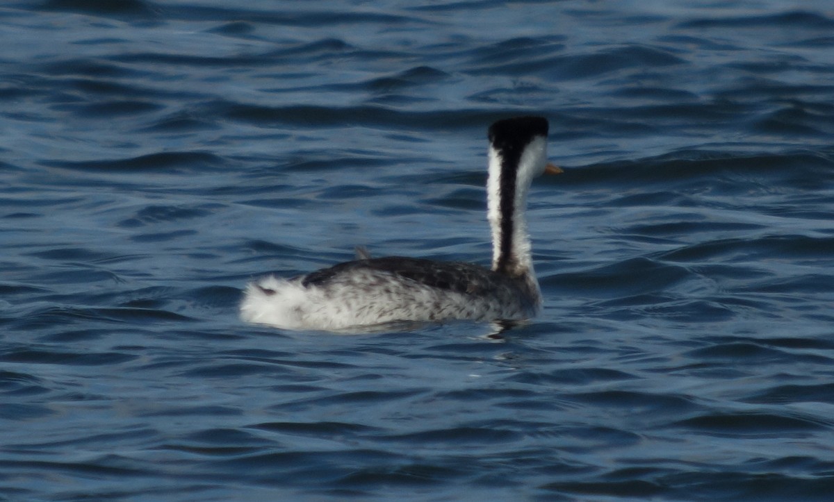 Clark's Grebe - Gregg Dashnau