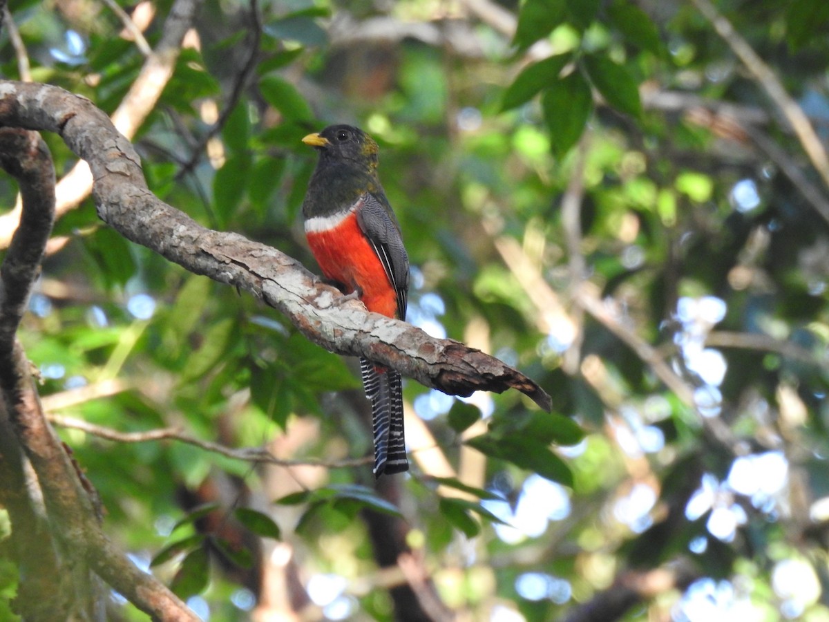 Collared Trogon - ML492049001