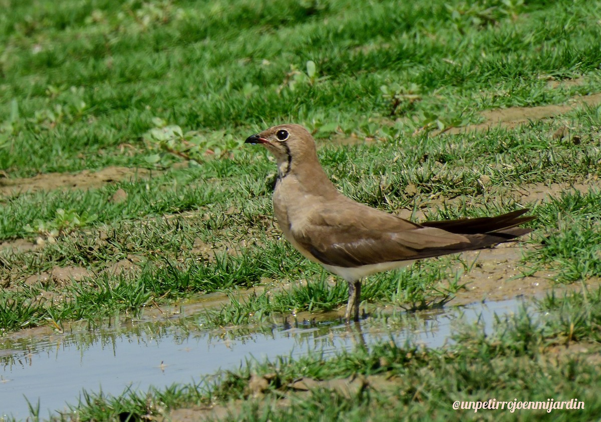 Collared Pratincole - ML492049691