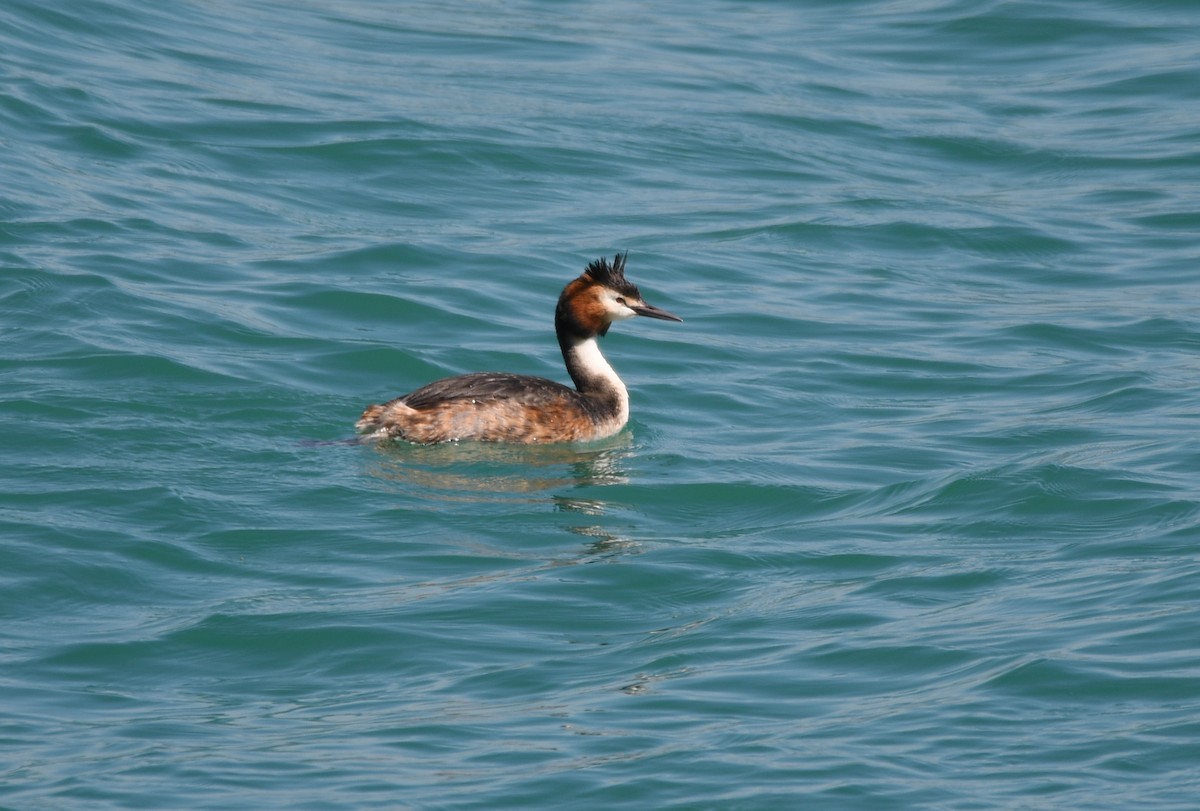 Great Crested Grebe - ML492050561
