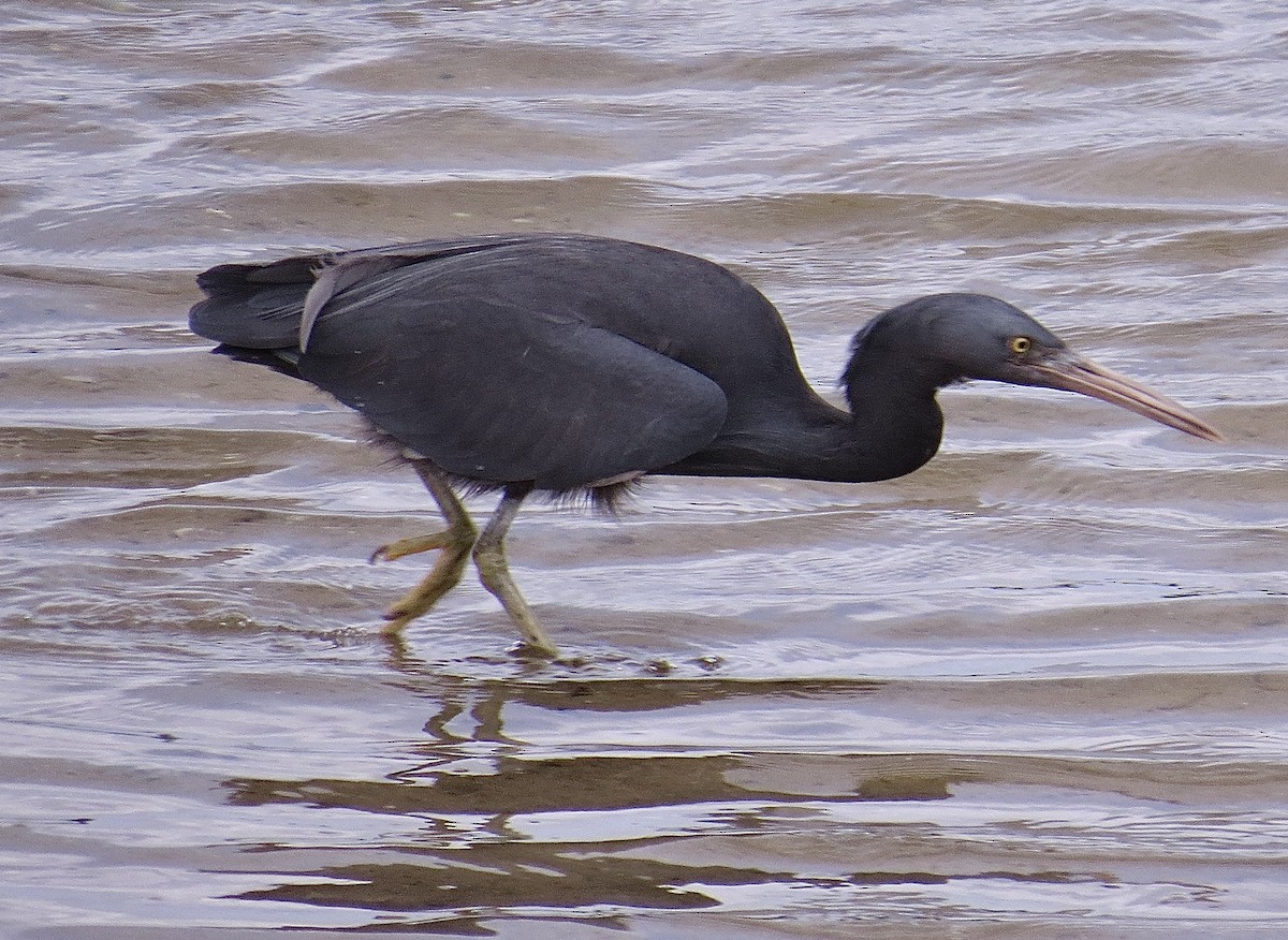 Pacific Reef-Heron - Noel Ward