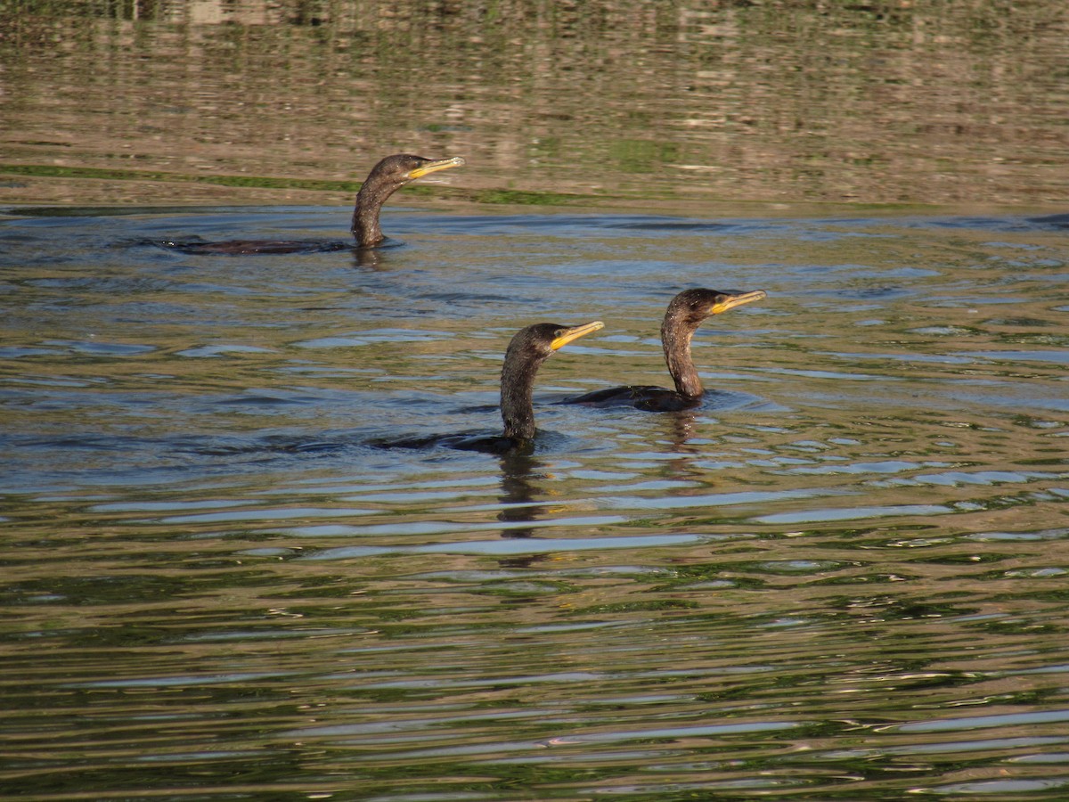Neotropic Cormorant - SIRIRI PAMPA