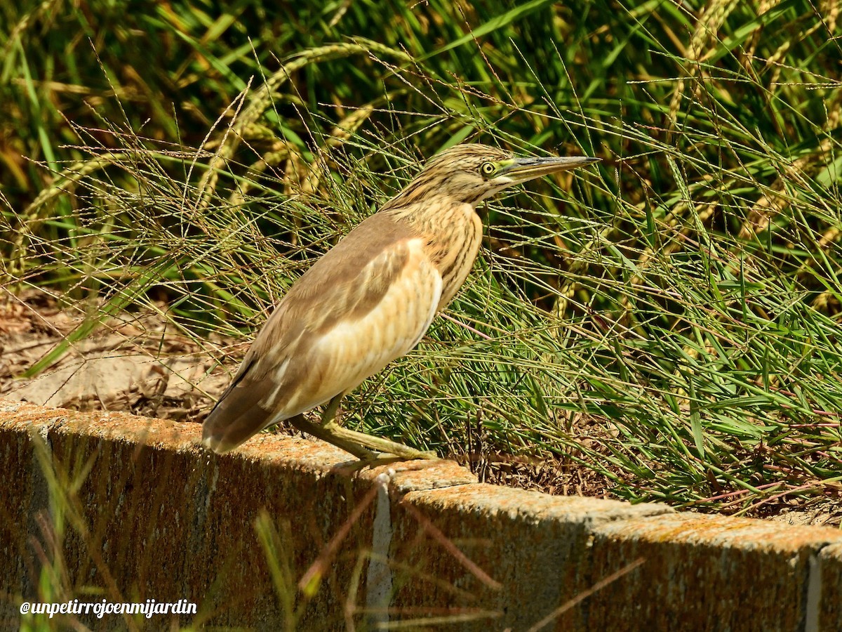 Squacco Heron - Marian  Ramos Moreno