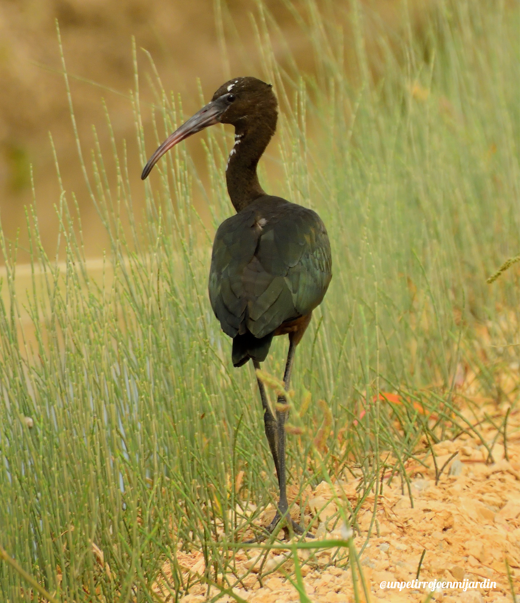 ibis hnědý - ML492051351