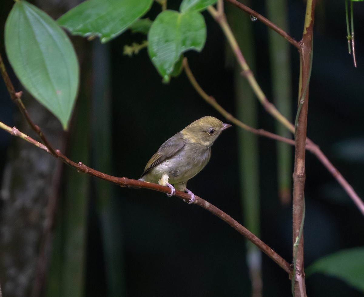 Manakin à cuisses jaunes - ML492052211