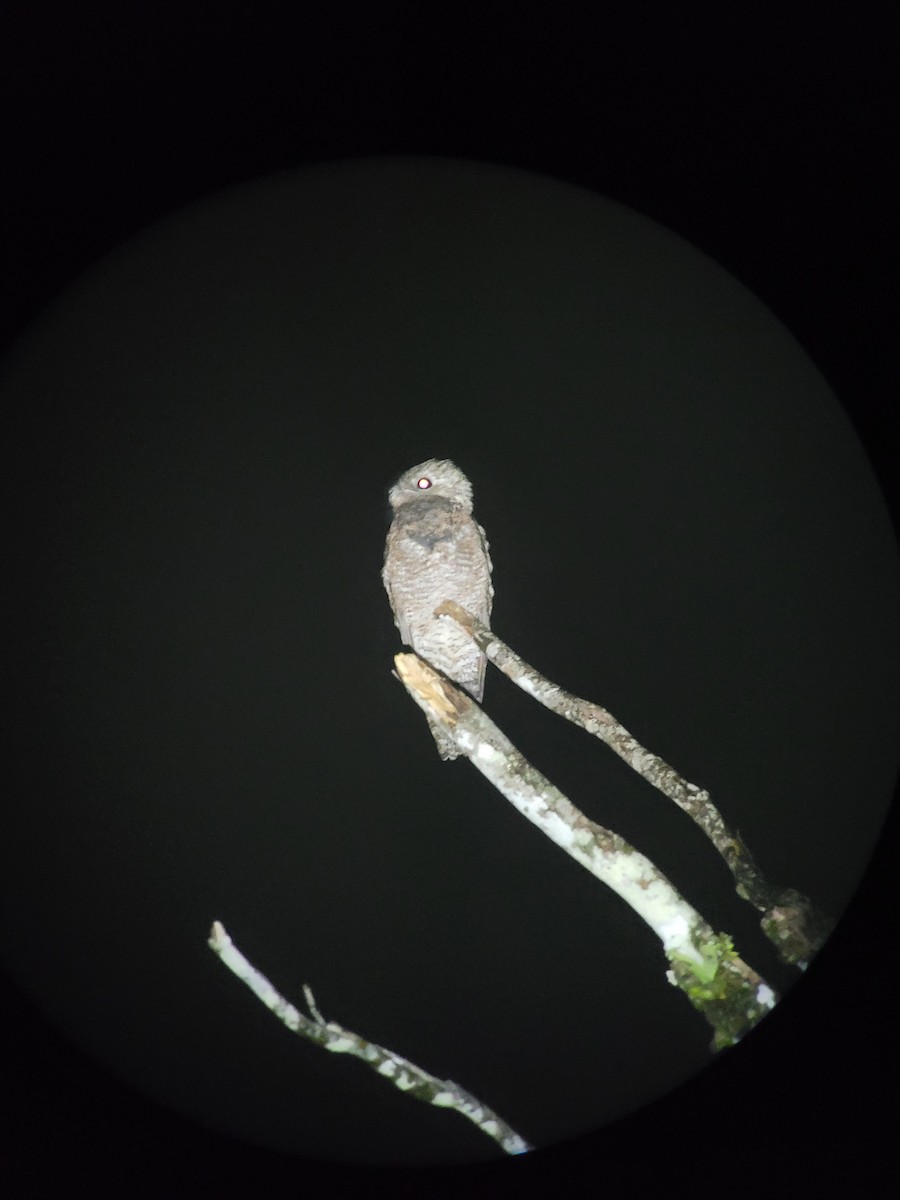 Northern Potoo - ML492052411