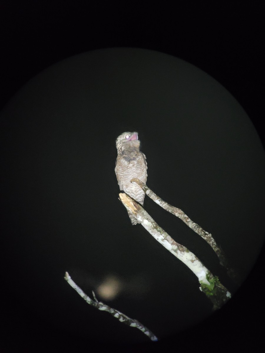 Northern Potoo - ML492052831