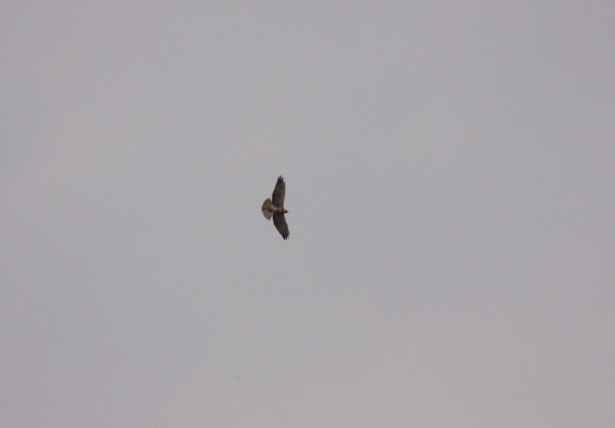 White-tailed Hawk - ML492052931