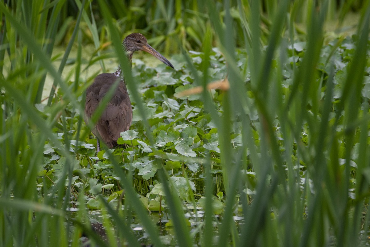 Limpkin - ML492053001