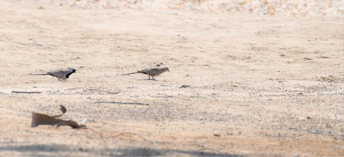 Namaqua Dove - ML492053221