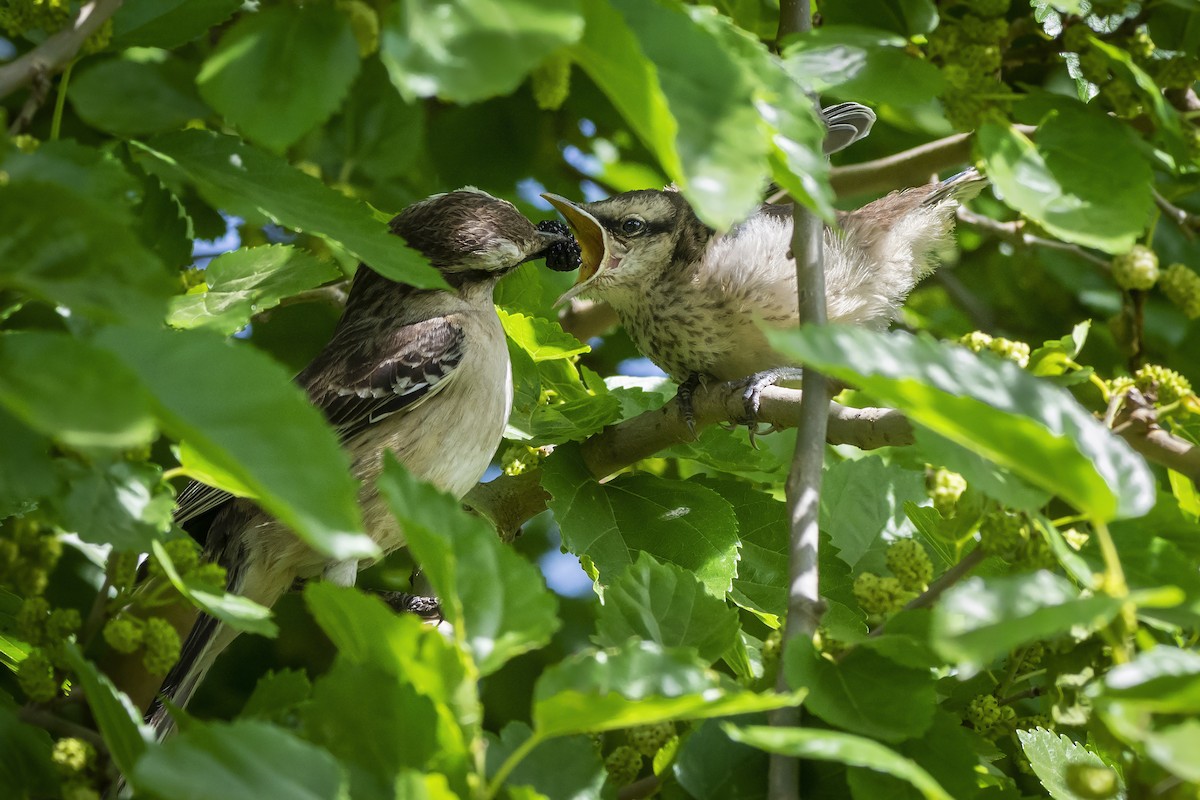 Chalk-browed Mockingbird - ADRIAN GRILLI
