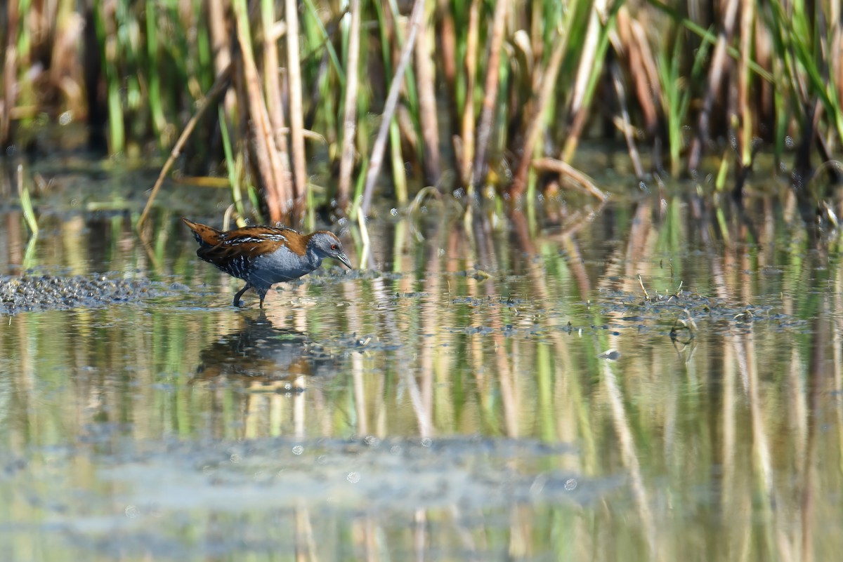 Baillon's Crake - Regard Van Dyk