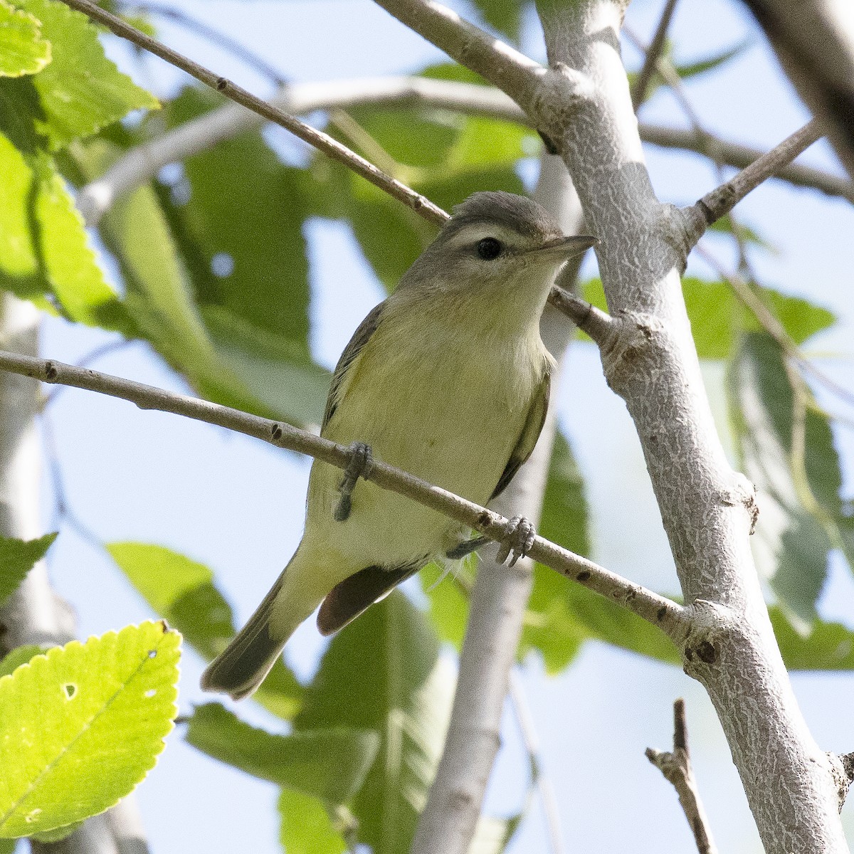 Warbling Vireo - Gary Rosenberg