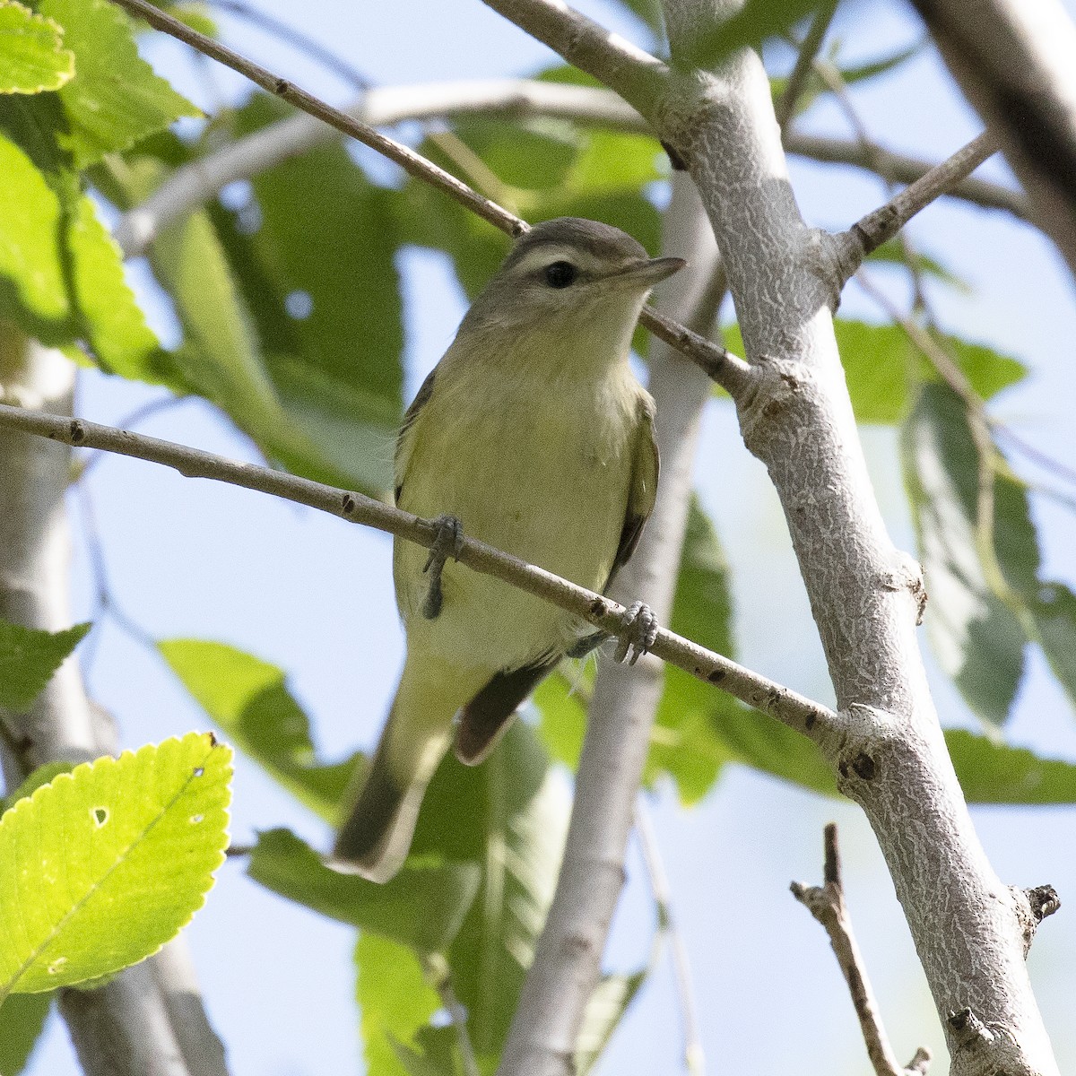 Warbling Vireo - Gary Rosenberg