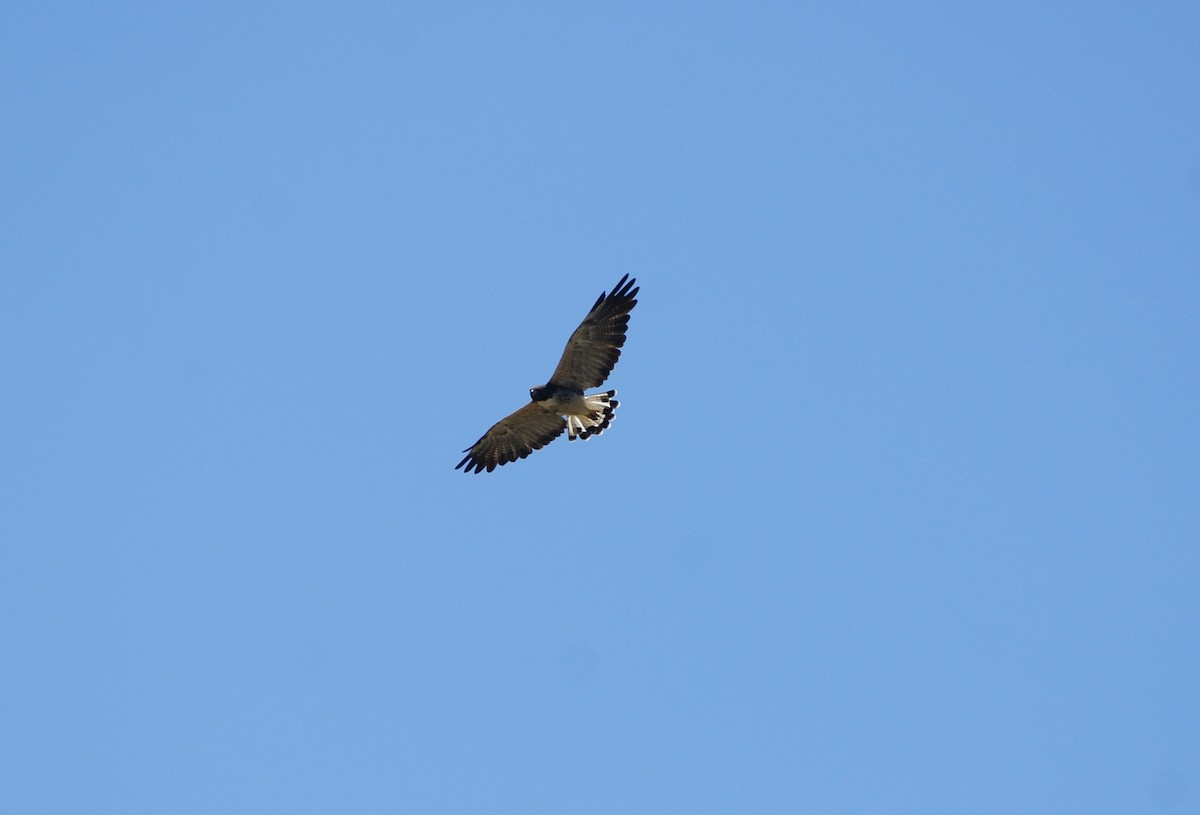White-tailed Hawk - ML492054861