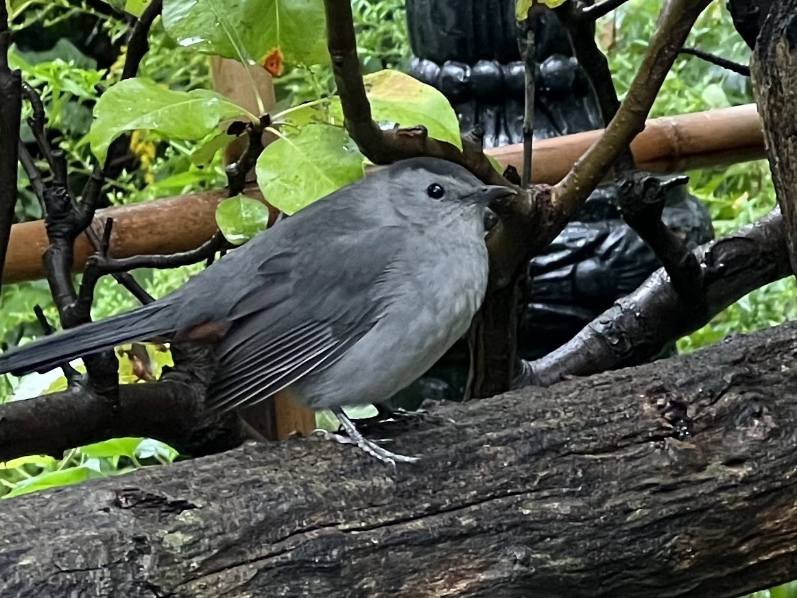 Pájaro Gato Gris - ML492055011