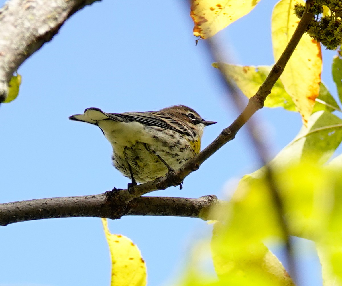 Yellow-rumped Warbler - ML492055451