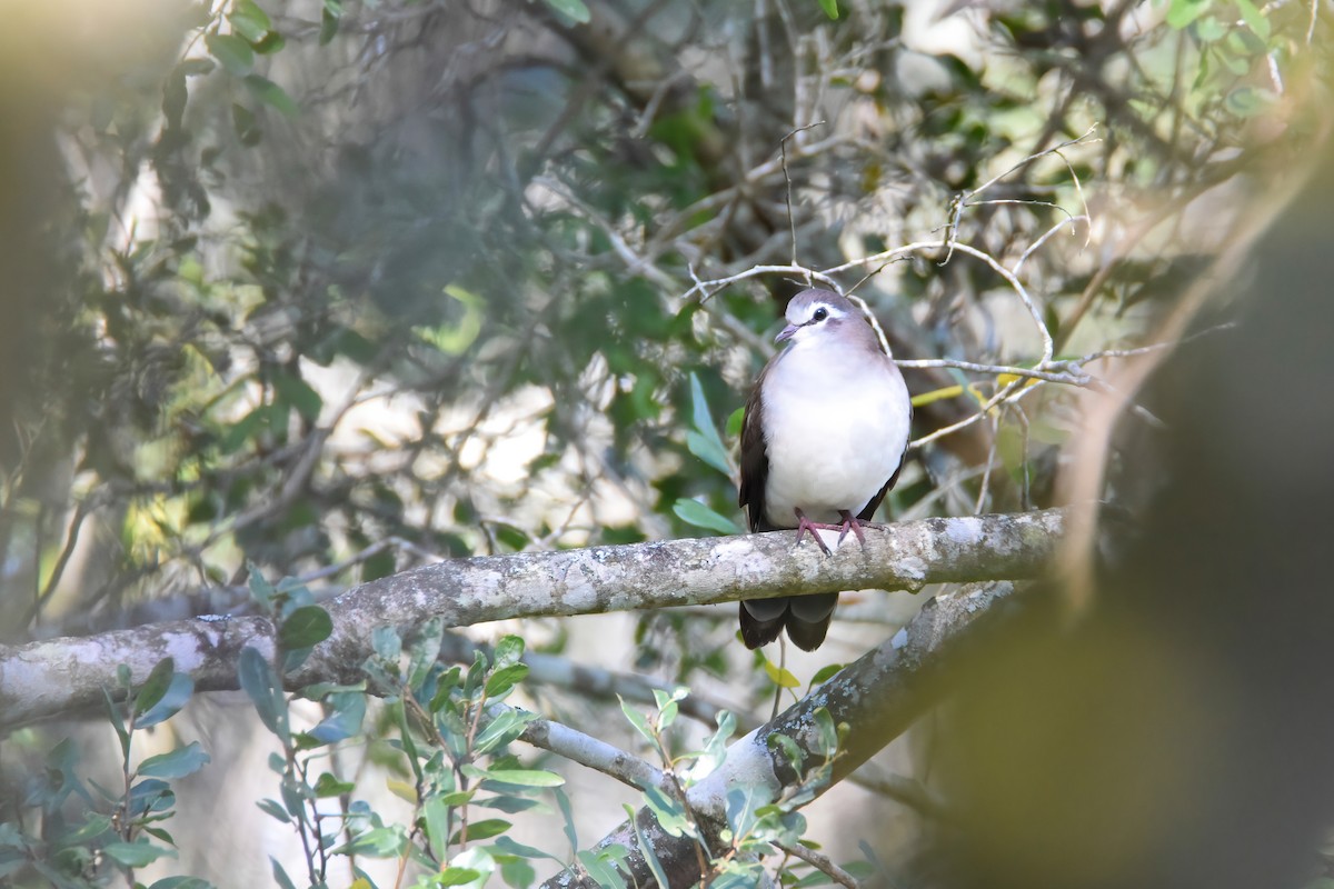 Tambourine Dove - Regard Van Dyk