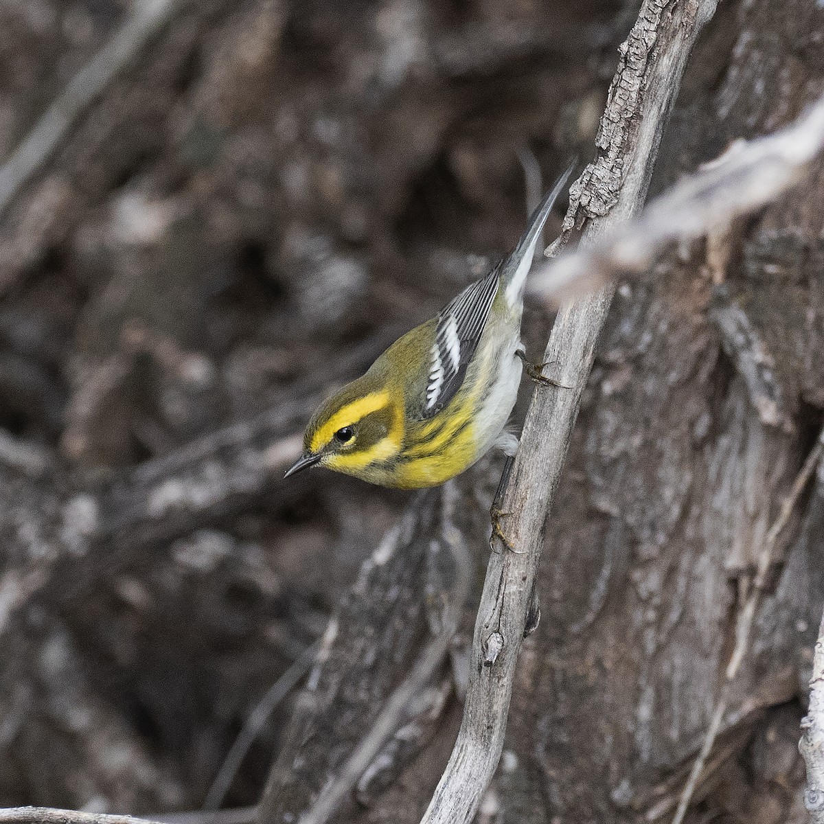 Townsend's Warbler - Gary Rosenberg