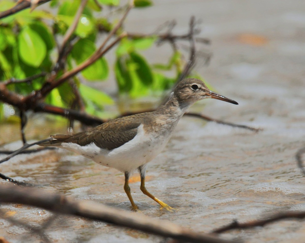 Spotted Sandpiper - ML492055841