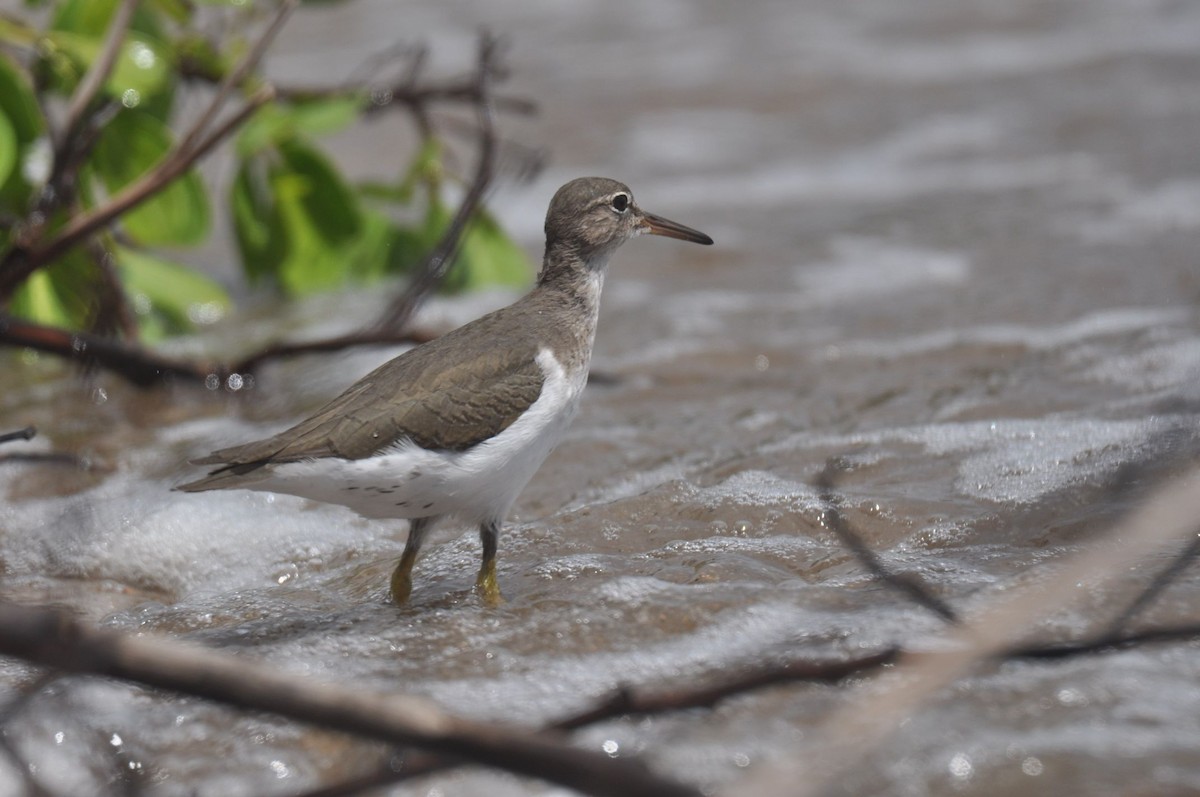 Spotted Sandpiper - ML492055861