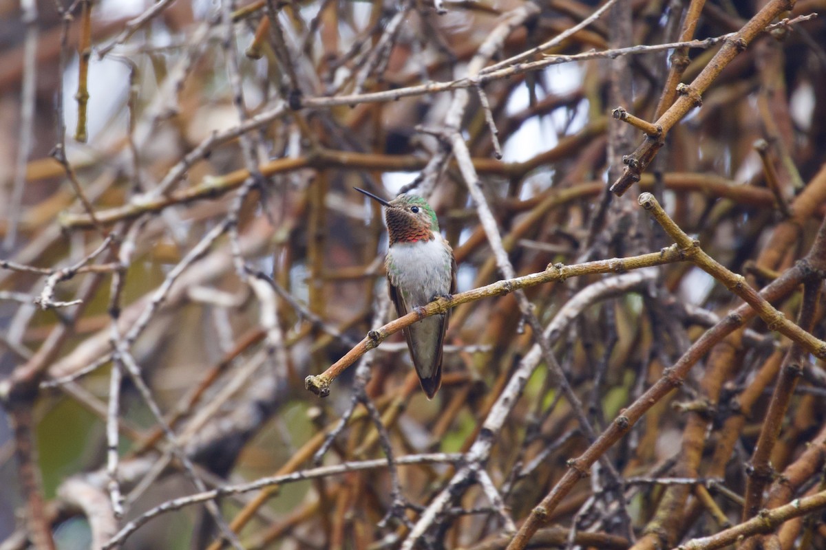 Broad-tailed Hummingbird - ML492056221