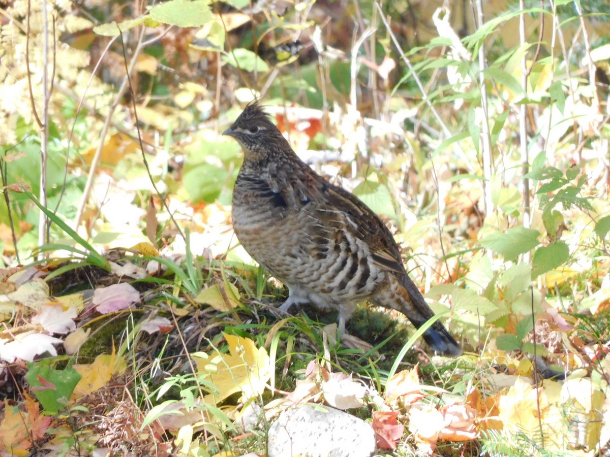 Ruffed Grouse - ML492056471