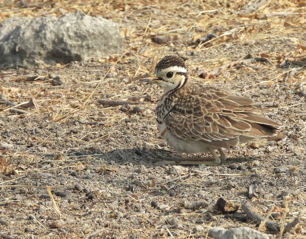 Three-banded Courser - ML492057101