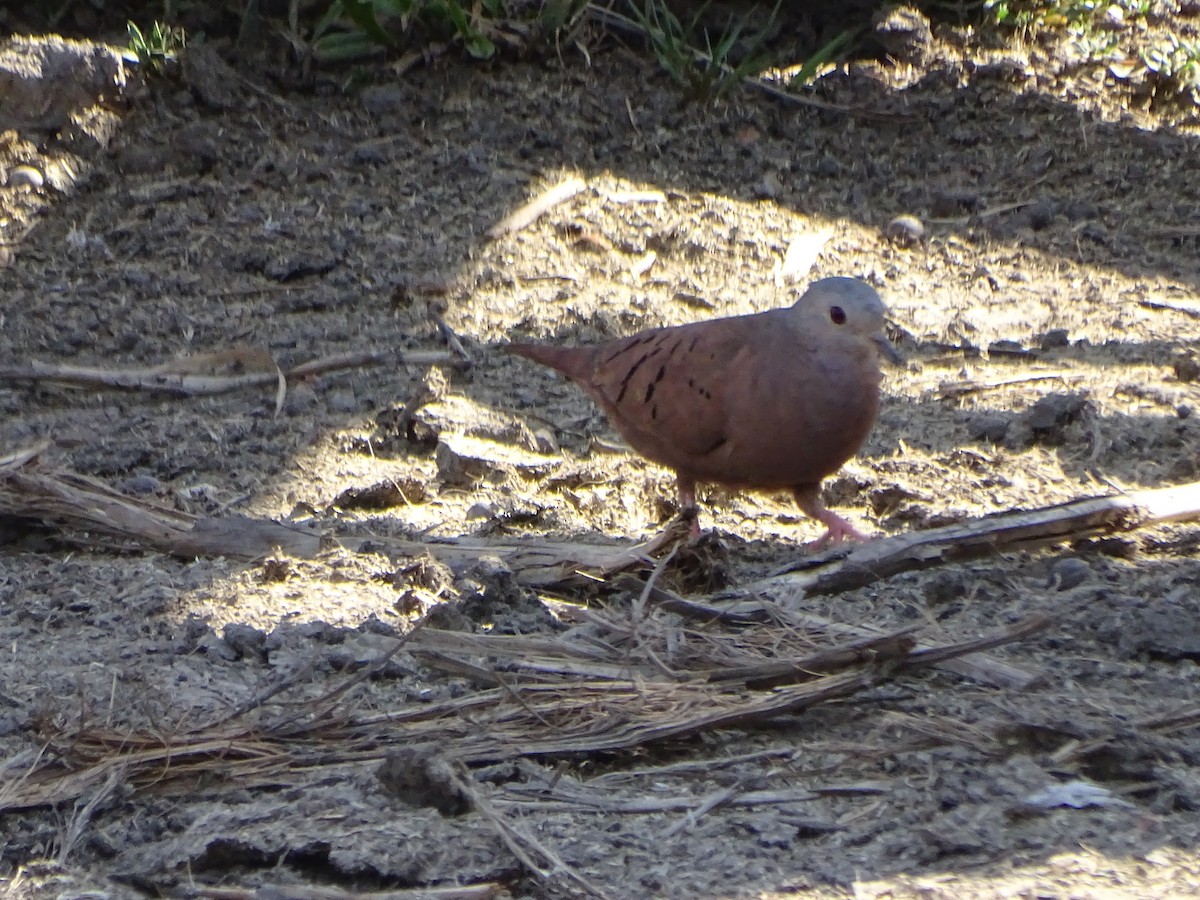 Ruddy Ground Dove - ML492057361