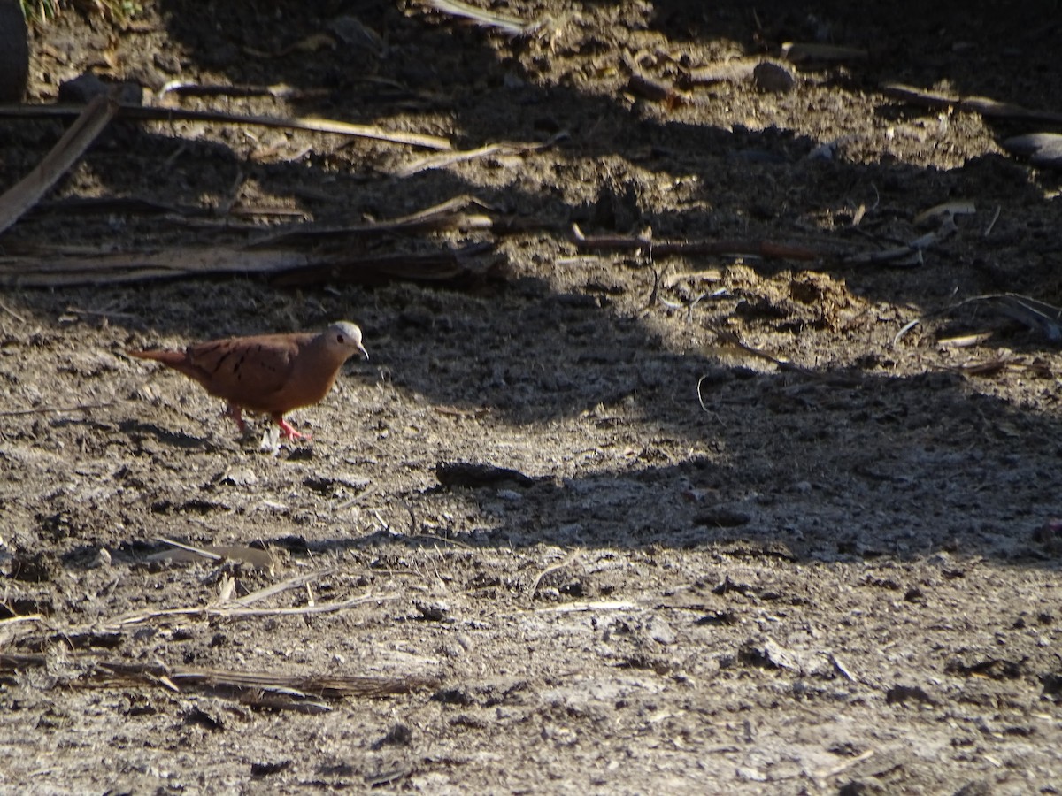 Ruddy Ground Dove - ML492057371